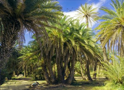 Palm forest Vai, Best beaches in Crete