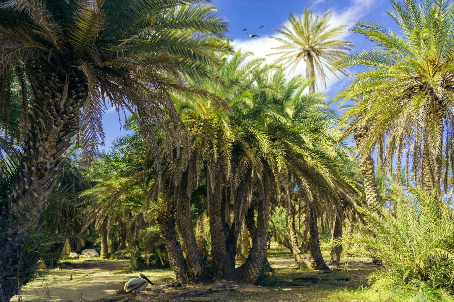 Palm forest Vai, Best beaches in Crete
