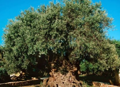 Memorial Olive Tree Azores