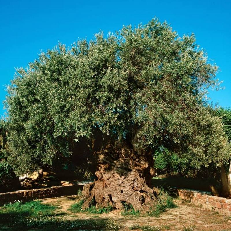 Memorial Olive Tree Azores