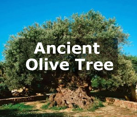 Discover ancient olive trees with our taxi service.